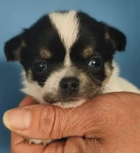 Chihuahua  Balin De L'Eclipse Du J'Gembad photo 2