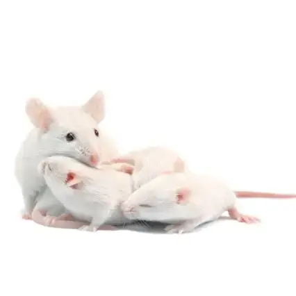 Souris Blanche