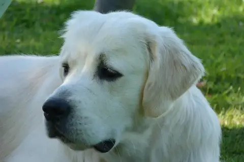 Golden Retriever  Chiot N°5 Du Moulin De Madjurie photo 2