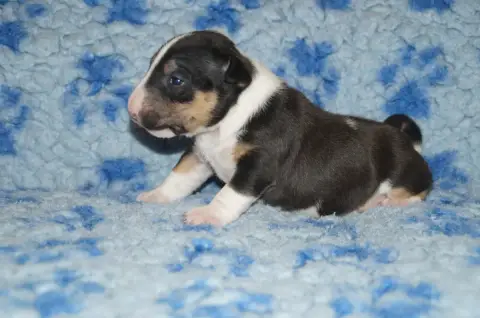Bull Terrier Miniature  Chiot 2 Du Trésor Des Mines 6fba9 photo 3
