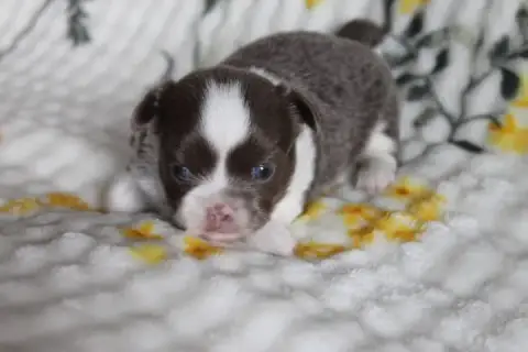 Chihuahua  Chiot N°1 Des Joyaux De La Sambre