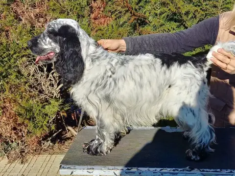 Cocker Spaniel Anglais  Noir De L'Aisance Des Bois photo 2