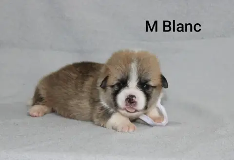 Welsh Corgi Pembroke 
                        Mr Blan 07272