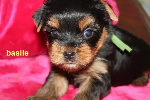Yorkshire Terrier  Basile De La Villa Du Sieur Paoli 3221a