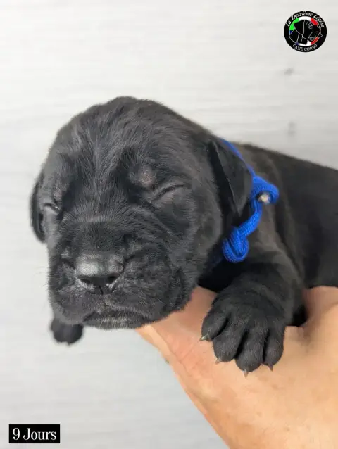 Cane Corso 
                        Collier Bleu Roi  ba9fd photo 2