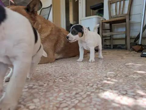 Parson Russell Terrier  Chiot N°4 Budawang photo 3