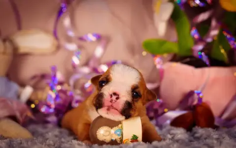 Bulldog Anglais  Born To Be Wild De La Lune Sombre