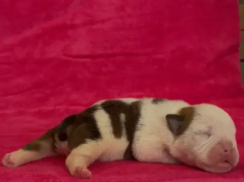 Bulldog Anglais  Chiot 2 Des Praz D'Orépac photo 2