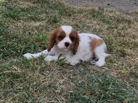 Cavalier King Charles Spaniel  Biscotte De Paline photo 2