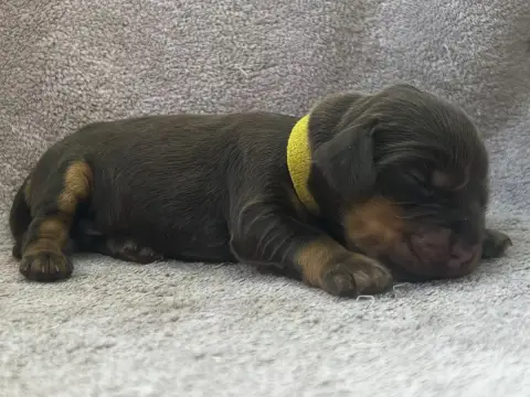 Cocker Spaniel Anglais  Collier Jaune - photo 3