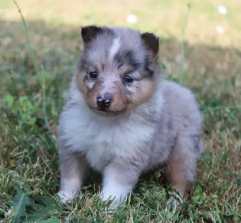 Shetland Sheepdog  Chiot N°4 Du Royaume D'Angélique c17d3