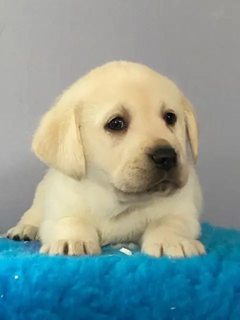 Labrador Retriever  Belford Des Gazons D'Ile De Franc f1cb8
