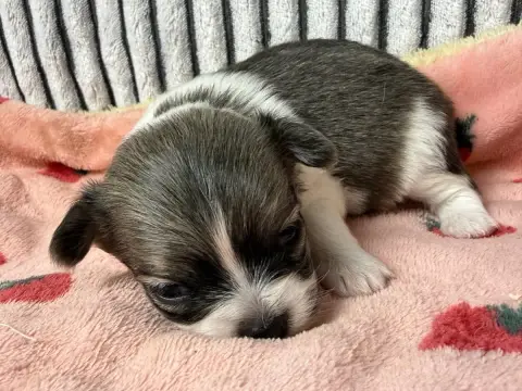 Chihuahua  Chiot N°3 Du Moulin De Madjurie