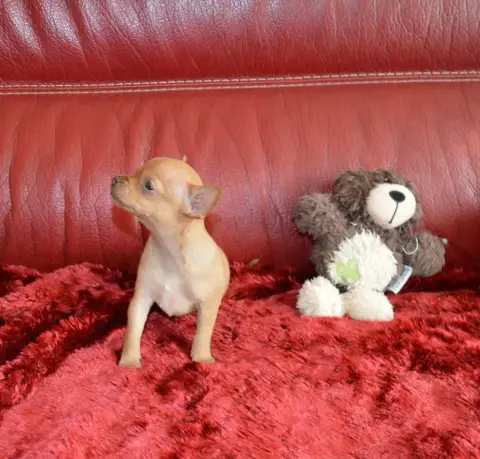 Russkiy Toy photo 2