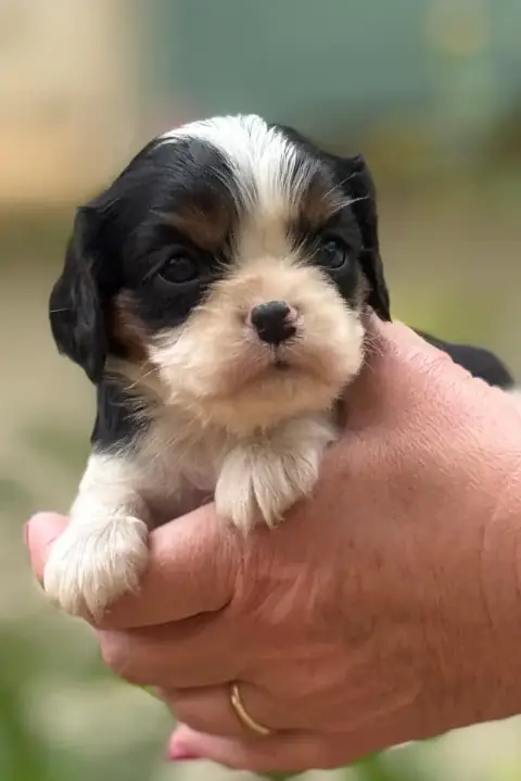 Cavalier King Charles Spaniel photo 2