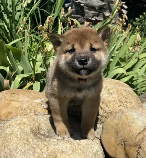 Shiba  Bonnie Des Felicuncan