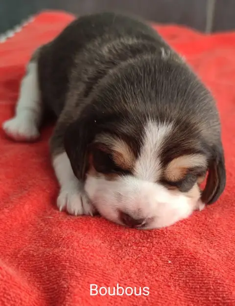 Beagle  Boubous Du Domaine Des Versannes