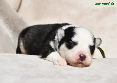 Laika De Iakoutie  Chiot 4 Des Legendes De Retz photo 3