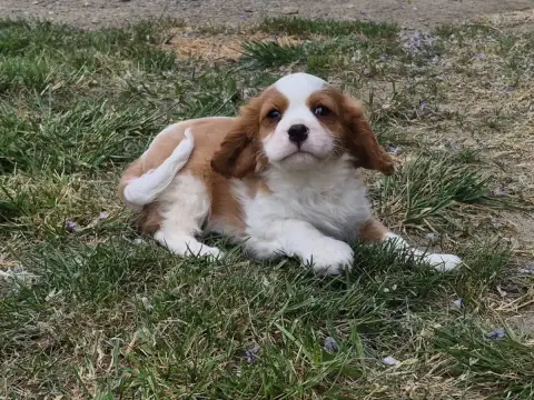 Cavalier King Charles Spaniel  Boston De Paline