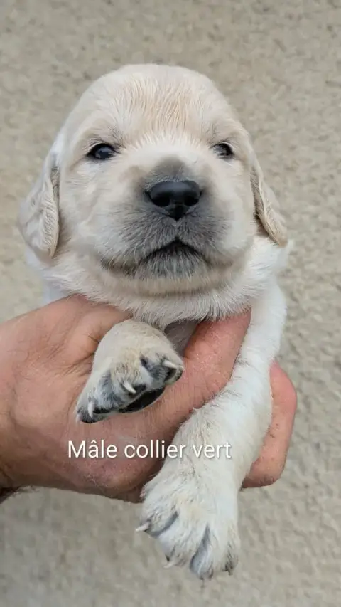 Golden Retriever
