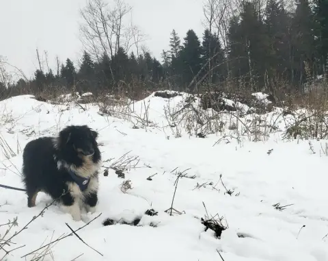 Shetland Sheepdog  Atchi Of Chiprey'S Hamlet photo 2