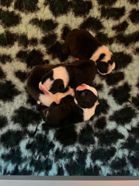 Boston Terrier