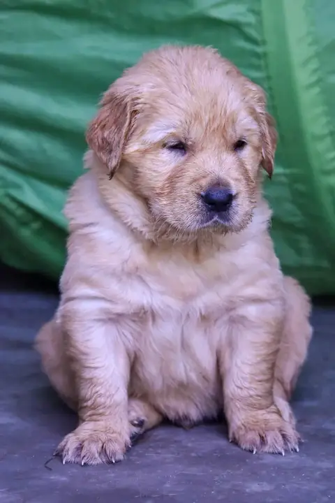 Golden Retriever  Émeraude Du Trievoz-