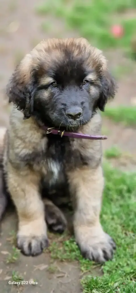 Adopter Leonberger  Brunehilde De La Vallée Des Mammouths