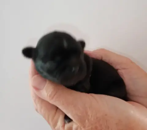 Shih Tzu  Chiot 1 Du Domaine Des Plaines D'Argent
