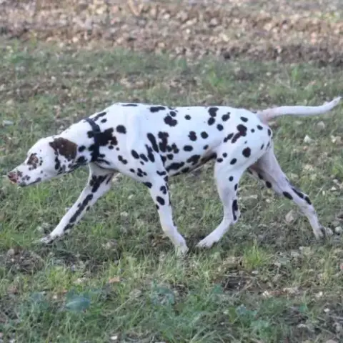 Chiot Lof Dalmatien À Réserver