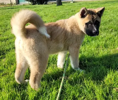 Akita Americain  Askot Des Marais De Courmont