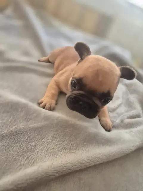 Bouledogue Français  Chiot 3 Le Domaine D'Oscar
