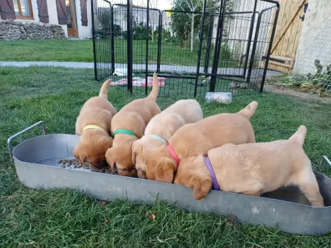 Labrador Retriever  Collier Violet Des Bords De L'Aub ec5a8 photo 3