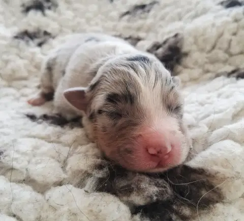 Berger Australien  Chiot 6 Des Regards Brulants photo 2