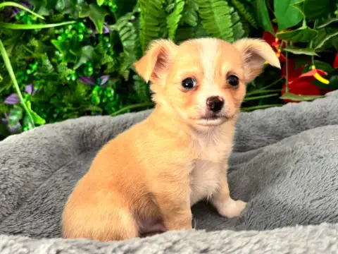 Chihuahua