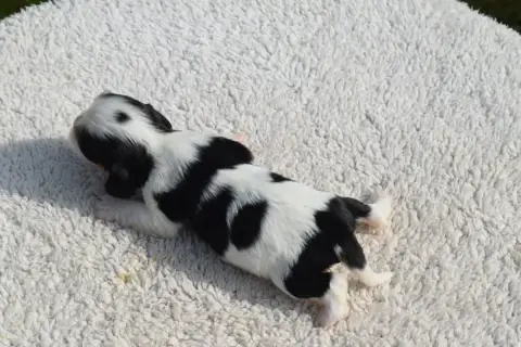 Cavalier King Charles Spaniel  B....... photo 2