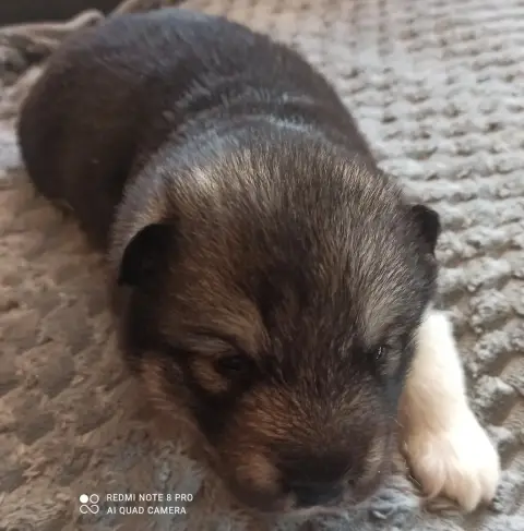 Alaskan Malamute  Mâle 1