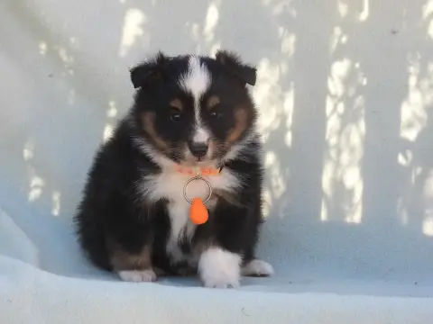 Shetland Sheepdog  Chiot N°3 Du Sapin Vert photo 2