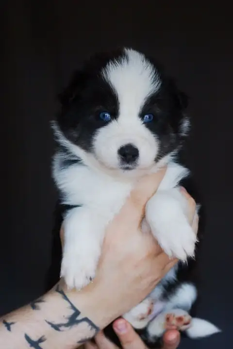 Laika De Iakoutie  Miss Violette Winter Never Dies photo 3