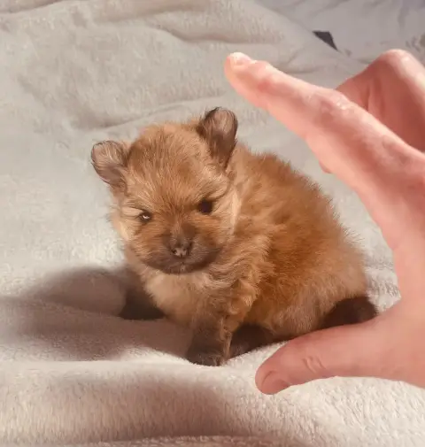 Spitz Allemand  Bibi De Deis-