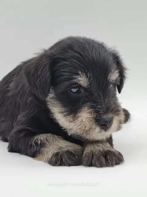 Schnauzer Miniature  Boruto Du Mont De La Chenaie