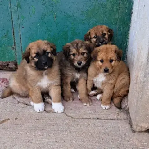 Quatre Adorables Chiots Cherchent Leur Famille