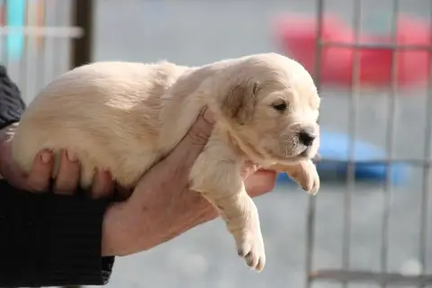 Golden Retriever  Chiot N°2 Des Romarins De Mayerling 9d649 photo 2