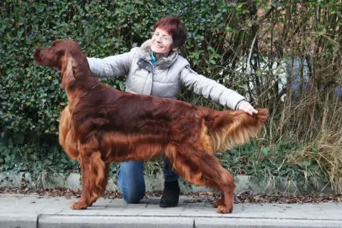 Setter Irlandais Rouge  Ballina photo 3