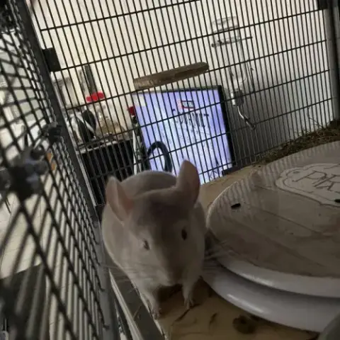 Bébé Chinchilla Gris