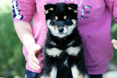 Shiba  Chiot 1 Du Bois De Compiègne