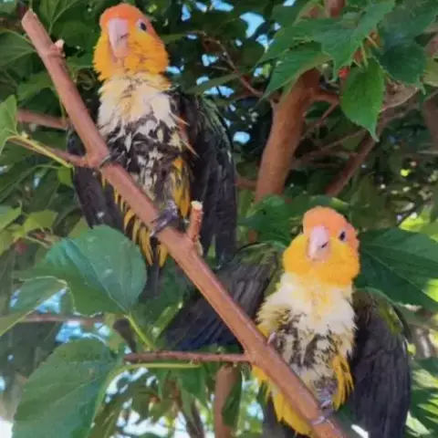 Couple De Caïques À Tête Orange Eam