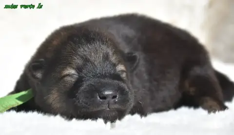 Eurasier  Chiot 3 Des Legendes De Retz photo 2