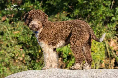 Lagotto Romagnolo  Chiot N°1 De La Colline De Montboy a72f2 photo 2