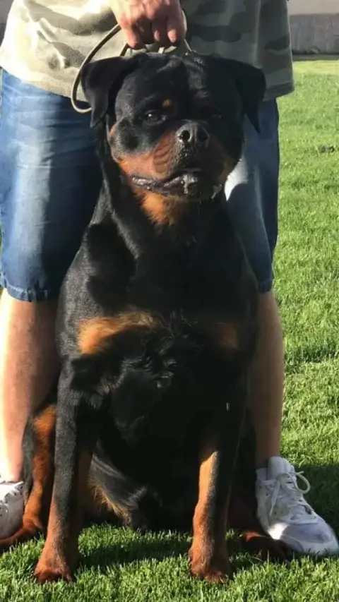 Rottweiler  Chiot 2 Of Legend Mysteria photo 2